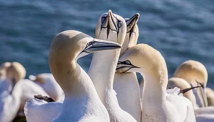 4决赛前瞻_中国vs菲律宾巅峰对决，2021年男篮亚洲杯菲律宾