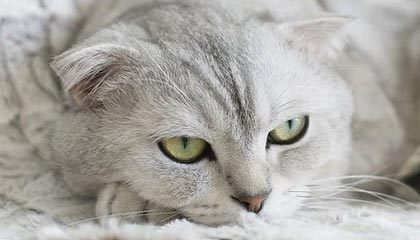 4决赛对阵出炉,强强对话引期待，cba2020至2021赛季开幕式