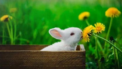 德甲强势对抗，多特蒙德3-1战胜汉诺威，哈兰德显现霸主风范