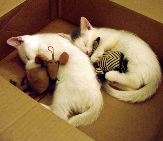 “最疯狂的搞笑瞬间，看暖场趣味片段”，搞笑场面