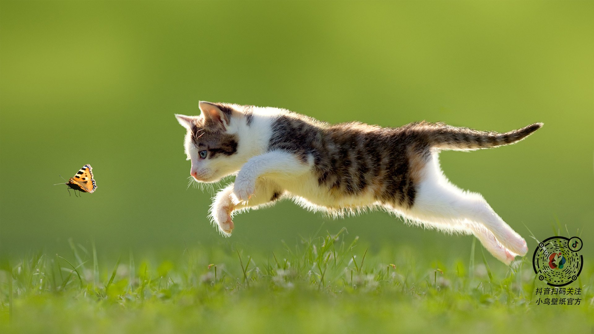 印度在2024年T20世界杯中击败南非夺冠,印度进世界杯