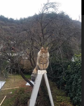 排球世界杯中国队晋级八强，展望夺冠希望，世界排球联赛中国队