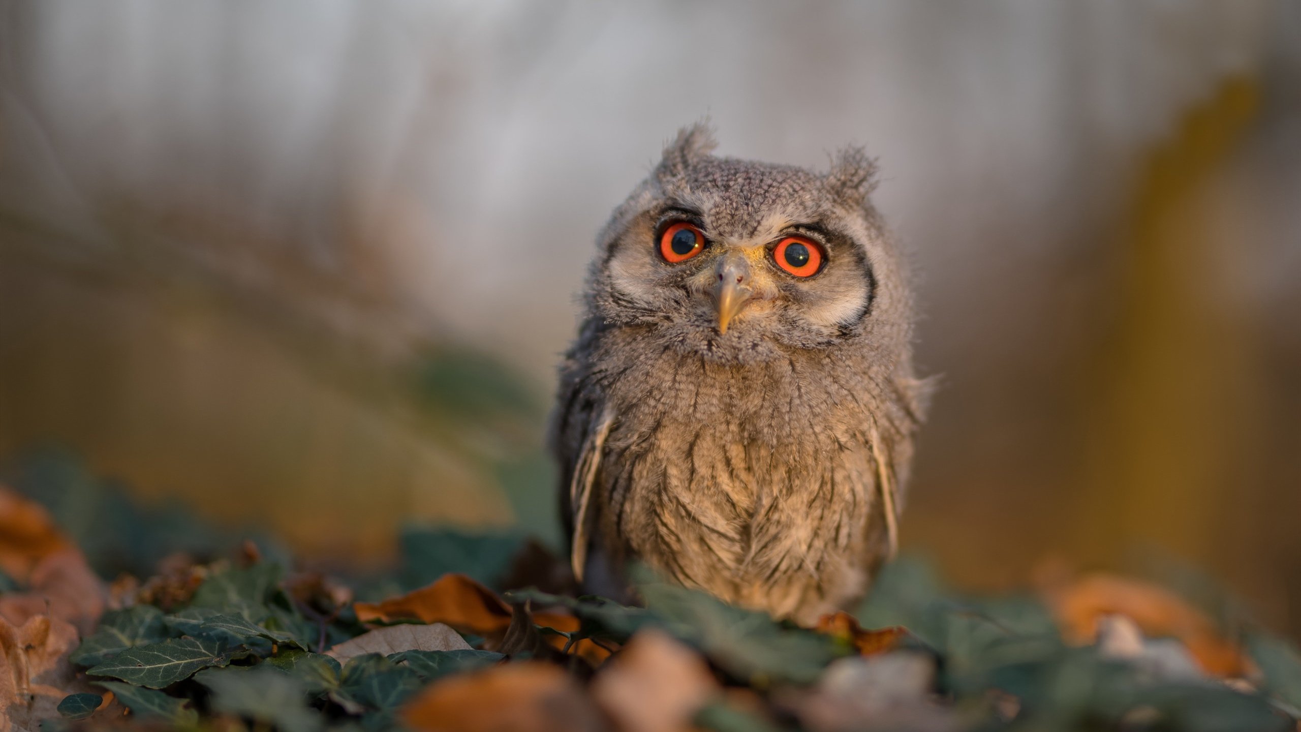 英雄联盟“巅峰对决”全球现场总决赛即将开启，英雄联盟之巅峰对决