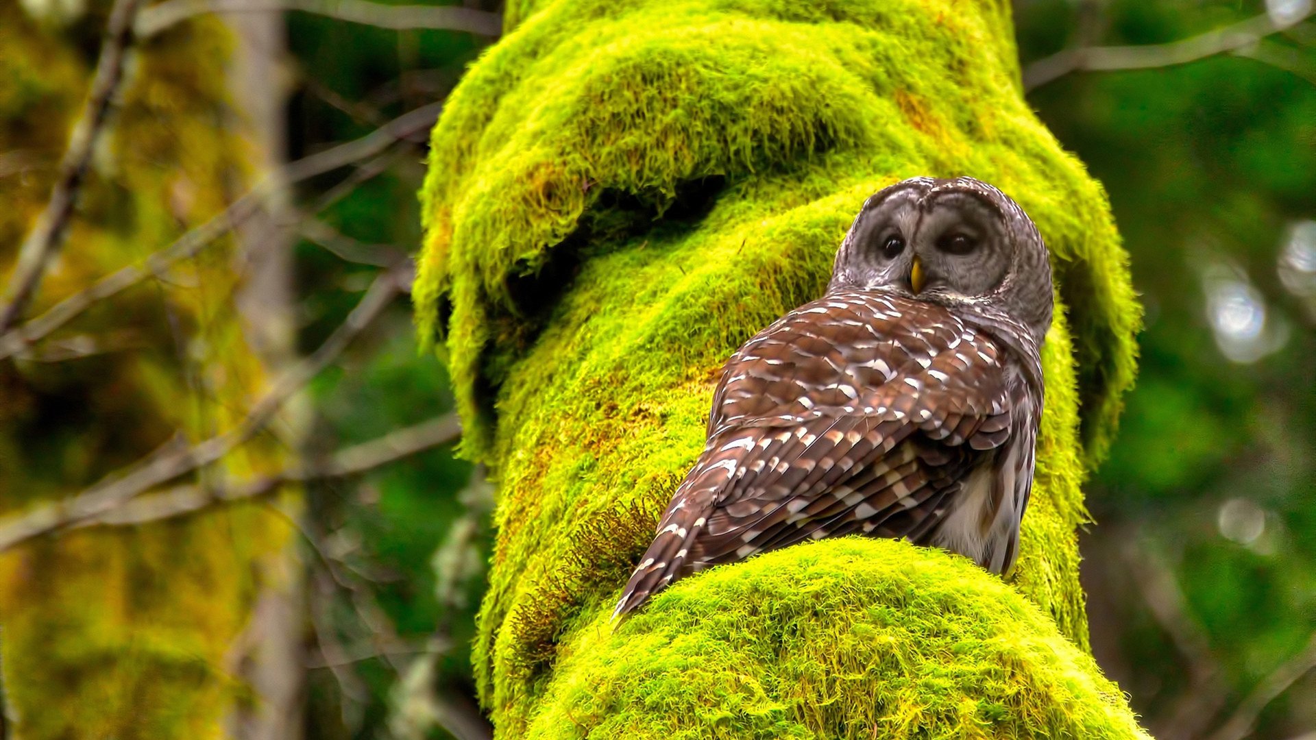 青训科技大会汇聚全球最新技术，推动青少年足球训练创新，2019足球青训营