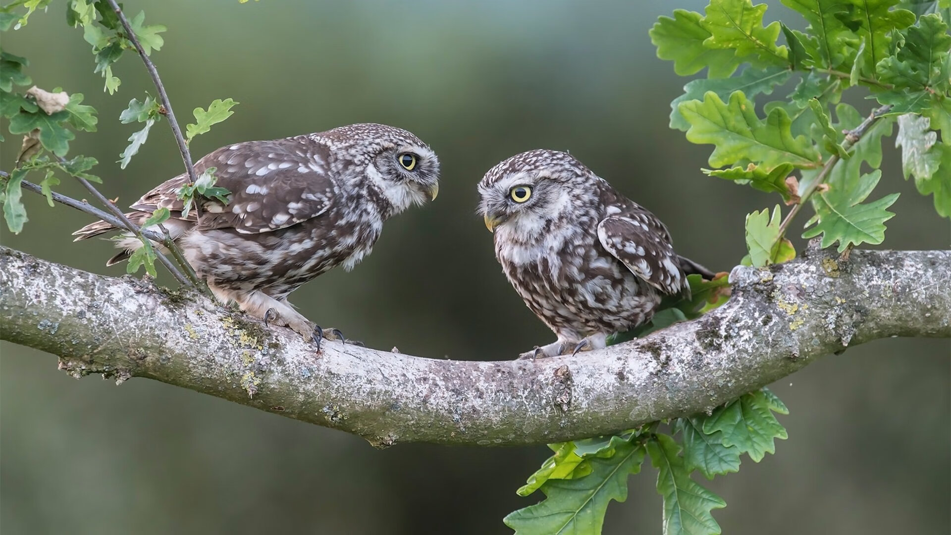 C9战队品牌合作再升级,c9战队是谁赞助的