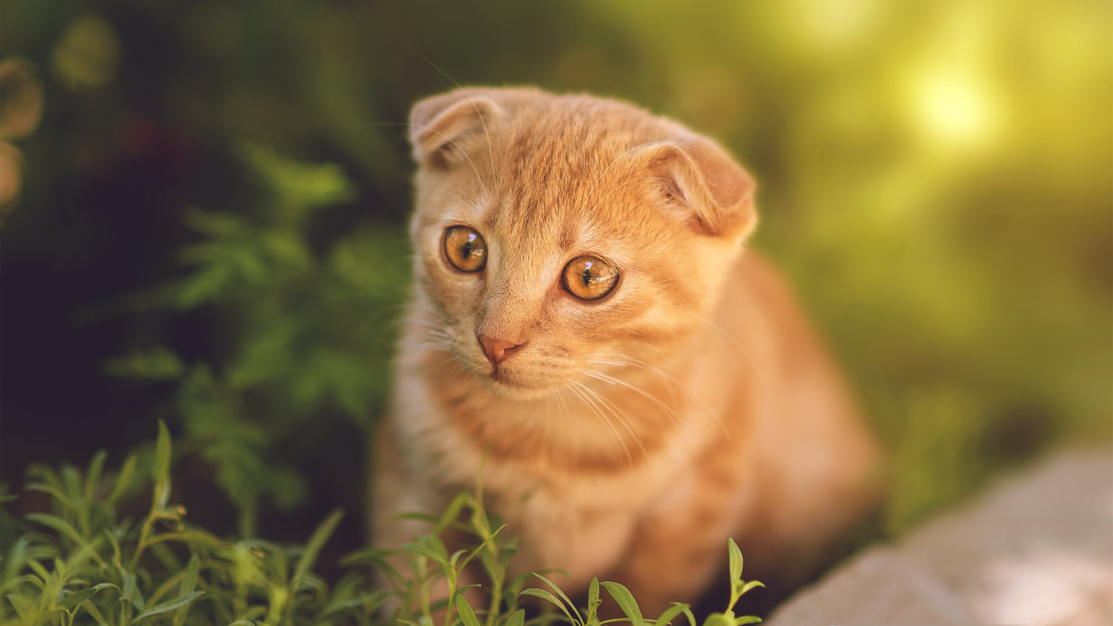 中国足球的职业联赛发展历程，中国足球的职业联赛发展历程是什么