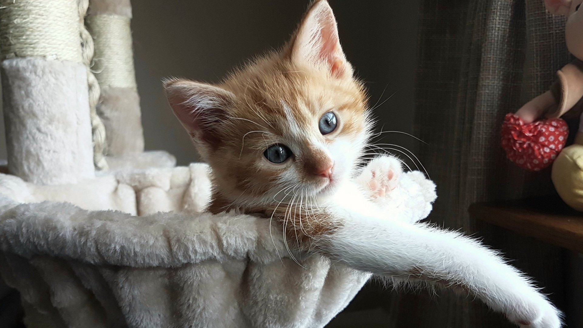 堪萨斯城酋长队击败旧金山49人队,赢得超级碗LVIII,堪萨斯城酋长队官网