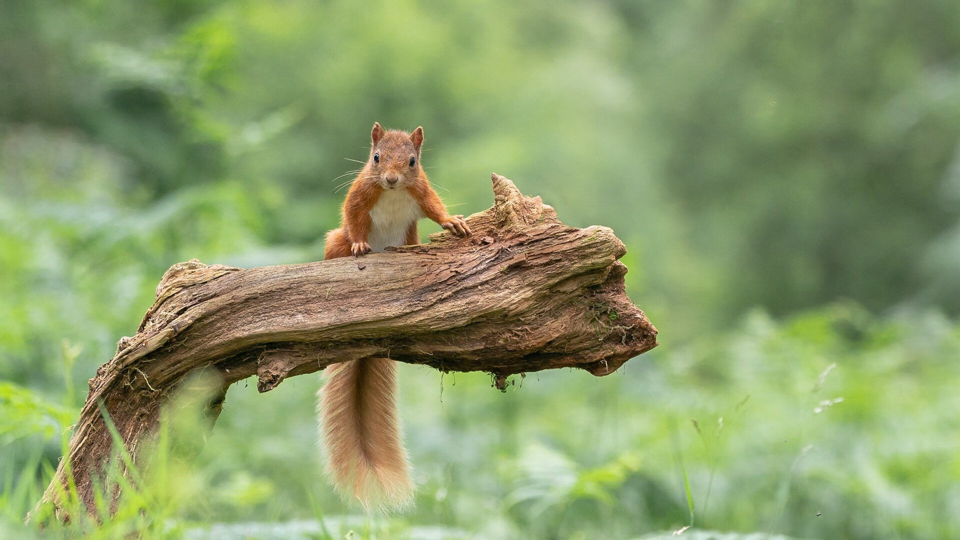 快船队外线火力全面爆发,快船队伍