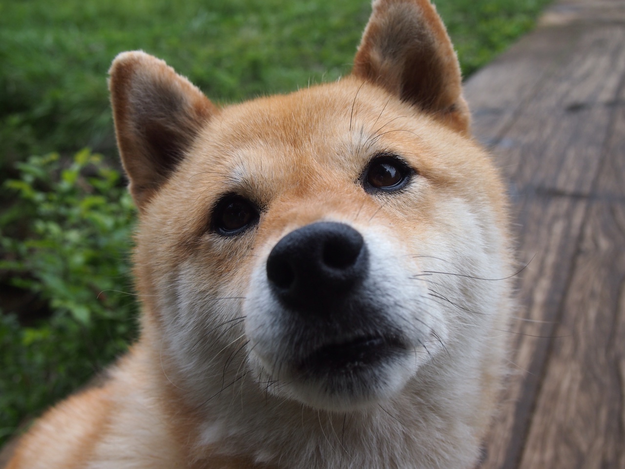 美国队前锋苏亚雷斯在巴黎奥运会上表现出色,苏亚雷斯为什么没参加美洲杯