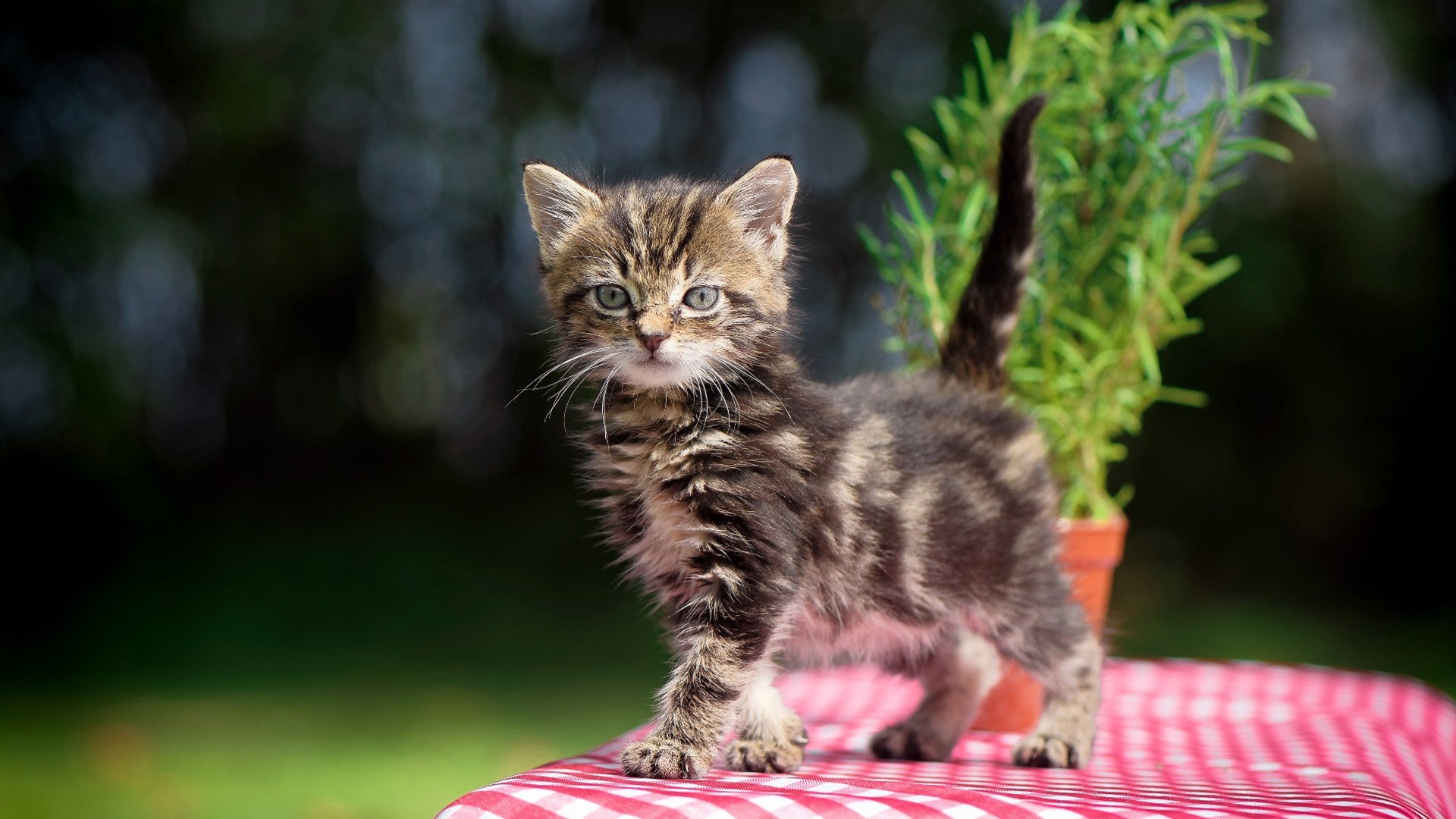 NBA赛季助攻效率提升，nba2020赛季助攻王