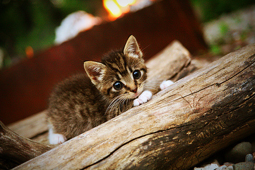 世俱杯:城市间的足球交流盛宴,世俱杯最新消息