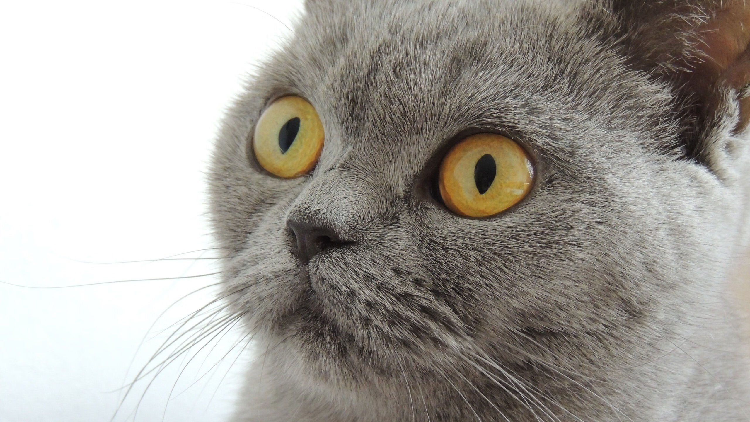 中国篮球联赛球队数据驱动的战术创新研究,中国篮球数据库cuba