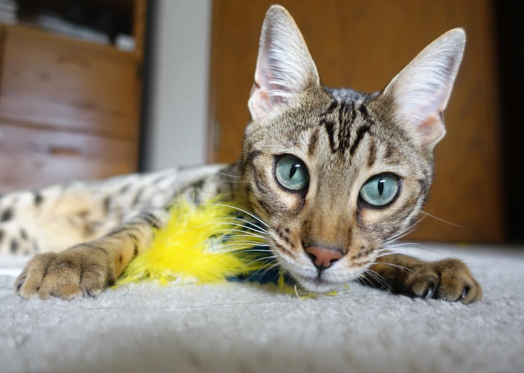 法甲球队基于数据分析提升边路进攻效率，法甲球队实力定位