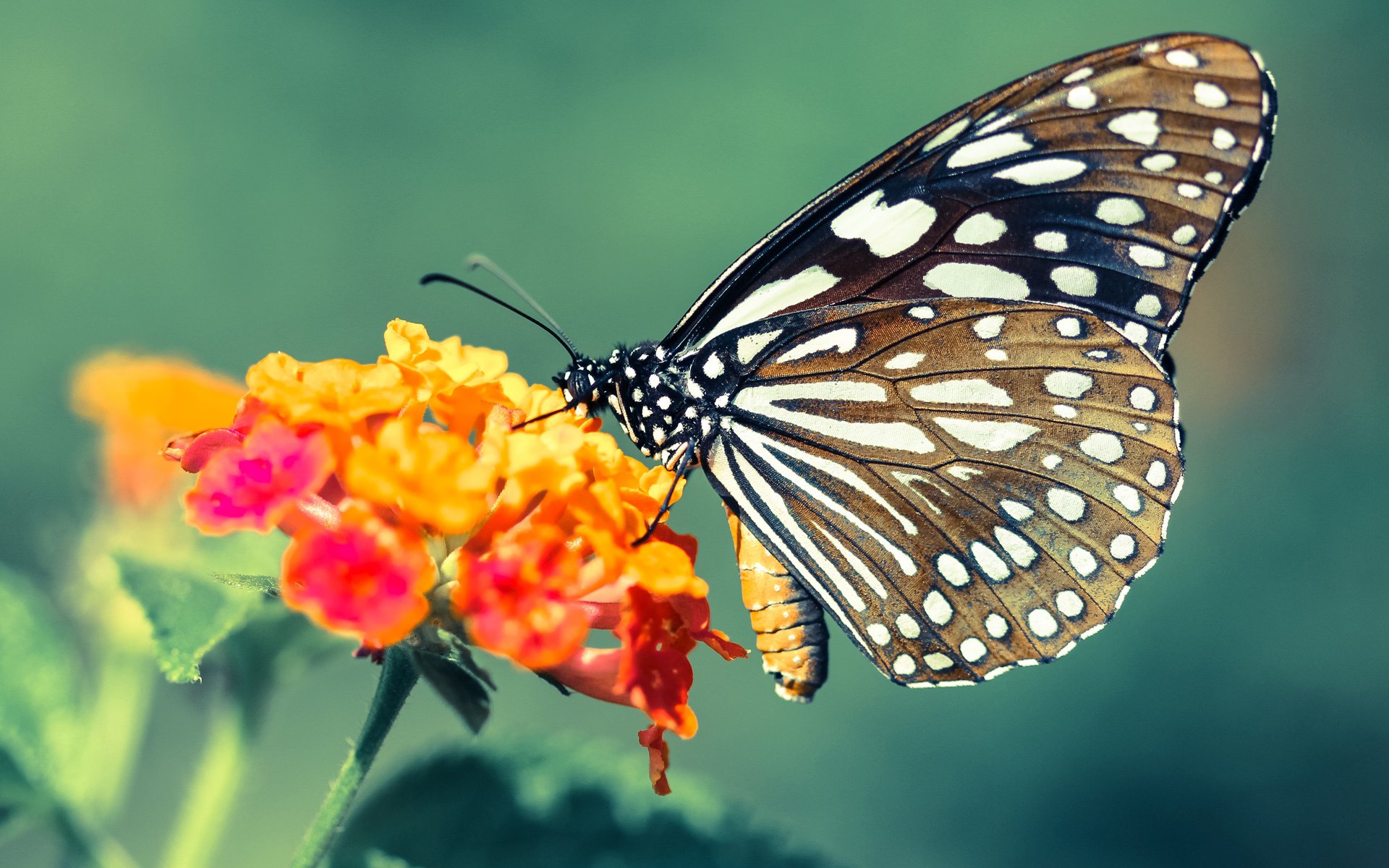 CBA常规赛日程公布 球迷期待焦点对决,cba常规赛2022