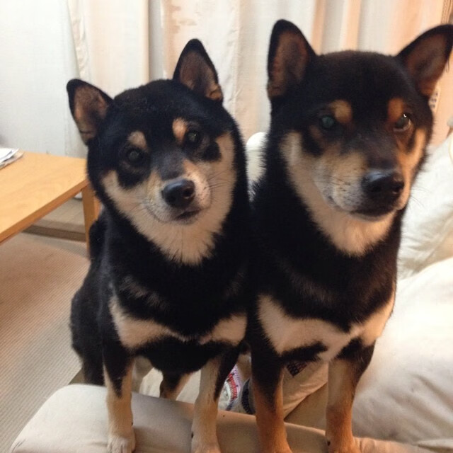 五大联赛客场胜率变化是否反映球员心理成熟度，五大联赛主场胜率最高的球队