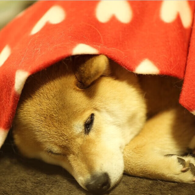 出发入水角度数据与速度关系,出发台入水