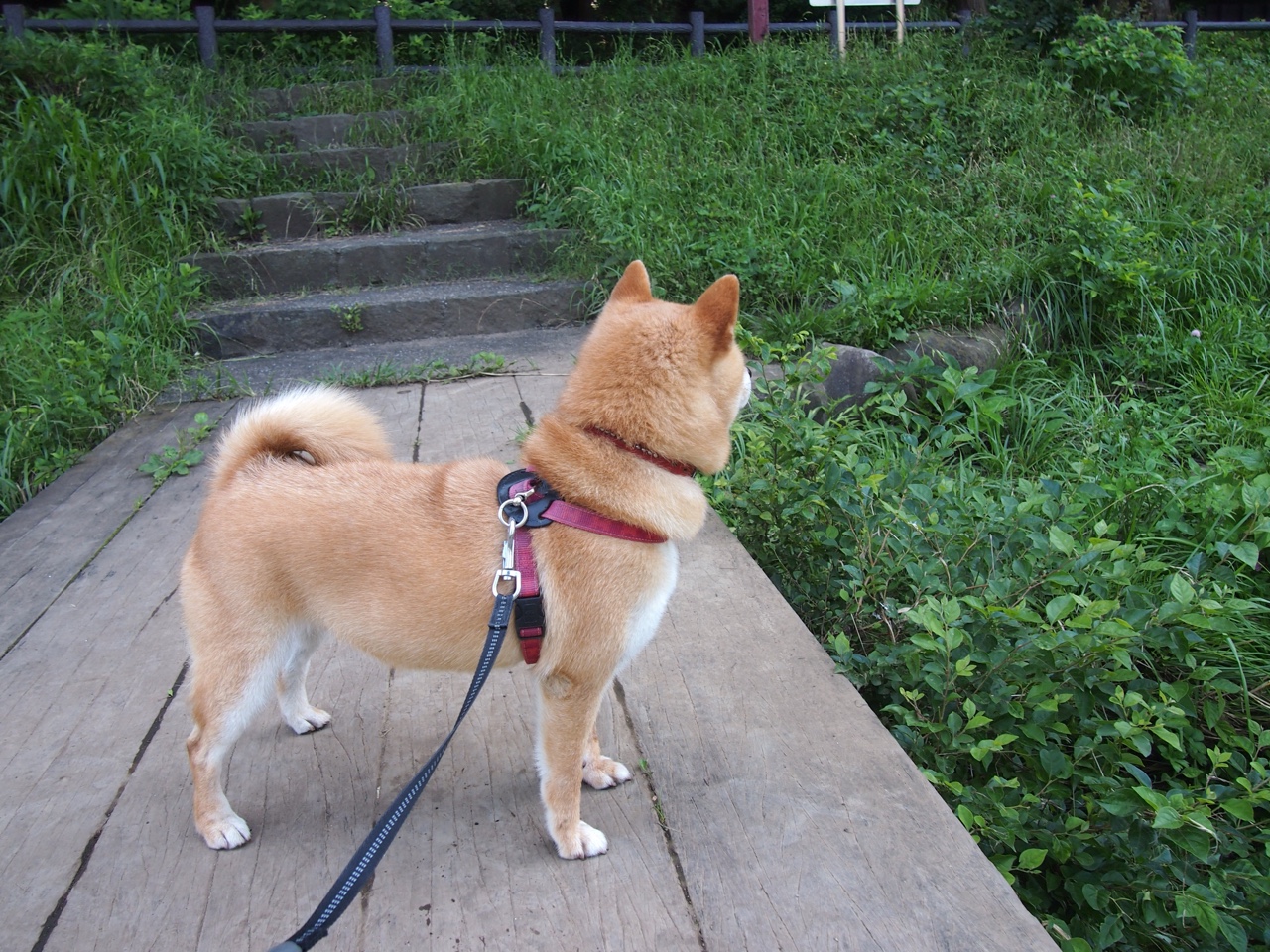 国家队体能水平为何难以提升，国家队体能训练方法