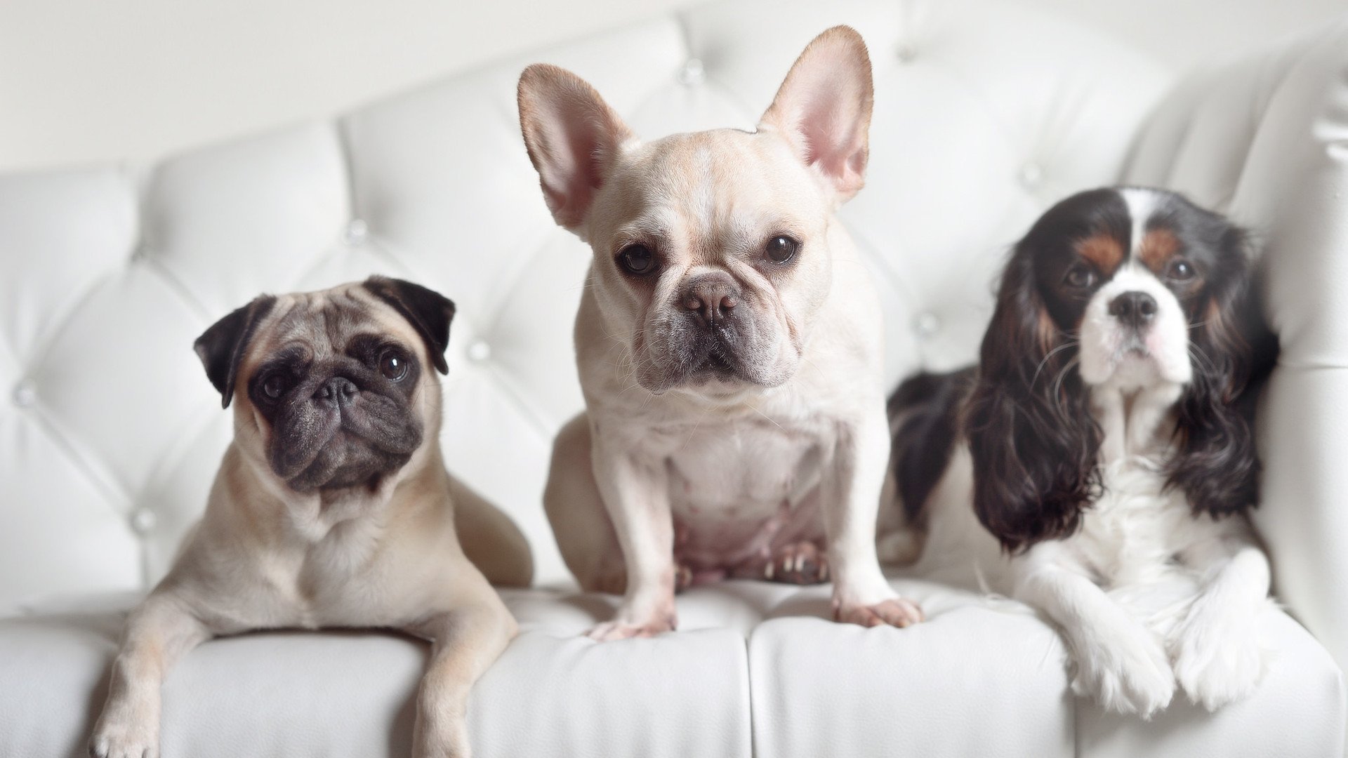 拜仁锋线组合配合默契,制造持续威胁,拜仁战术分析