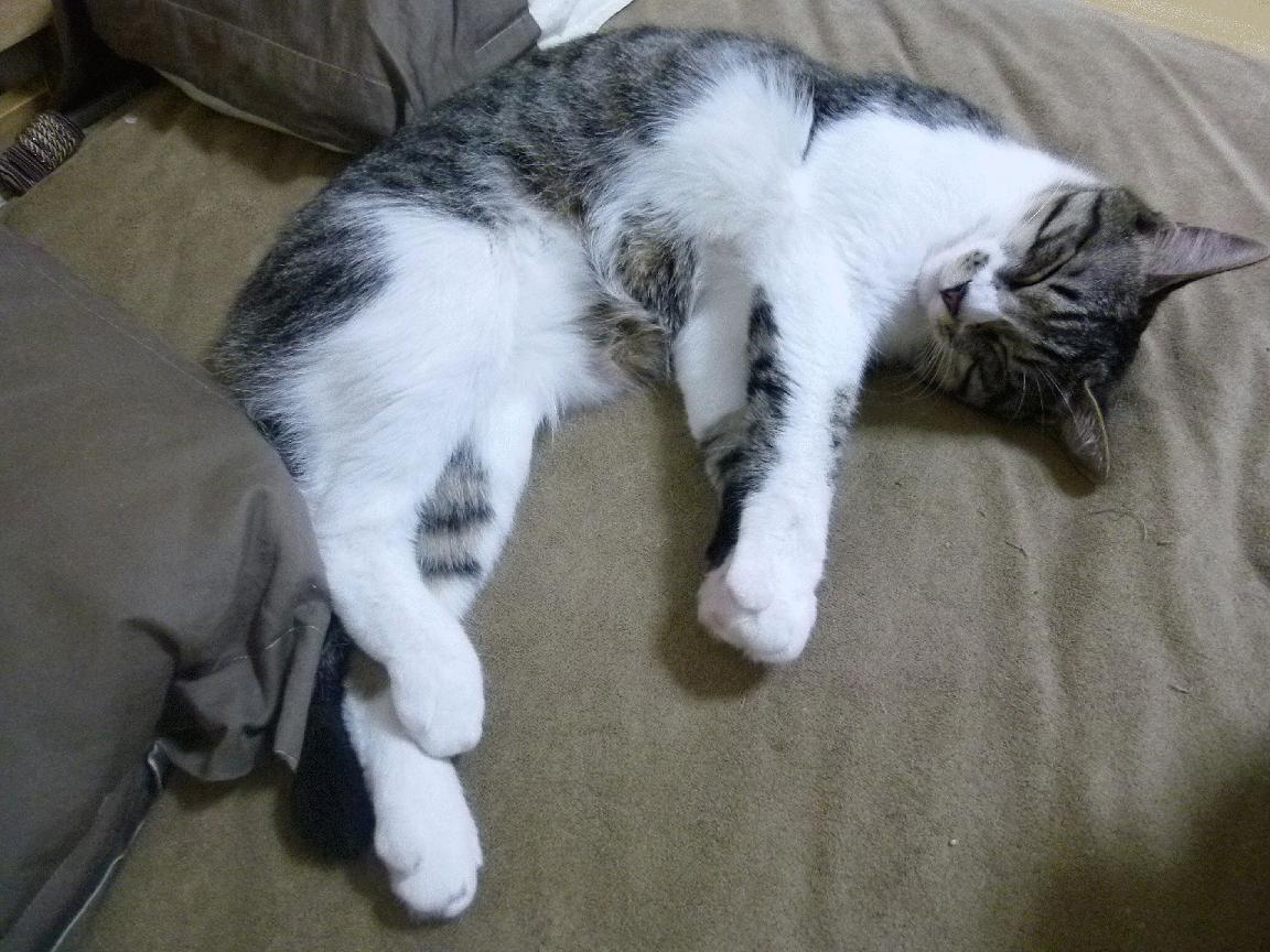 赛季后程外援是否比本土球员更易体能下滑，新赛季外援规则