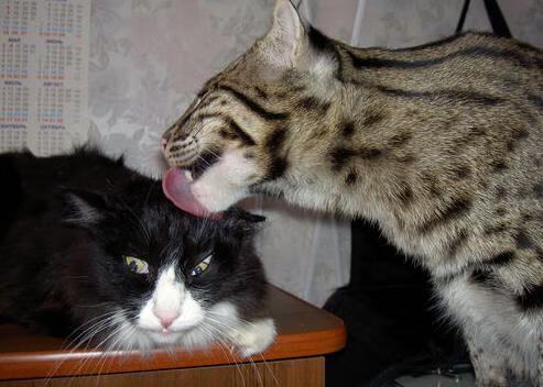 林丹表示支持孩子多元化发展路径，林丹能力