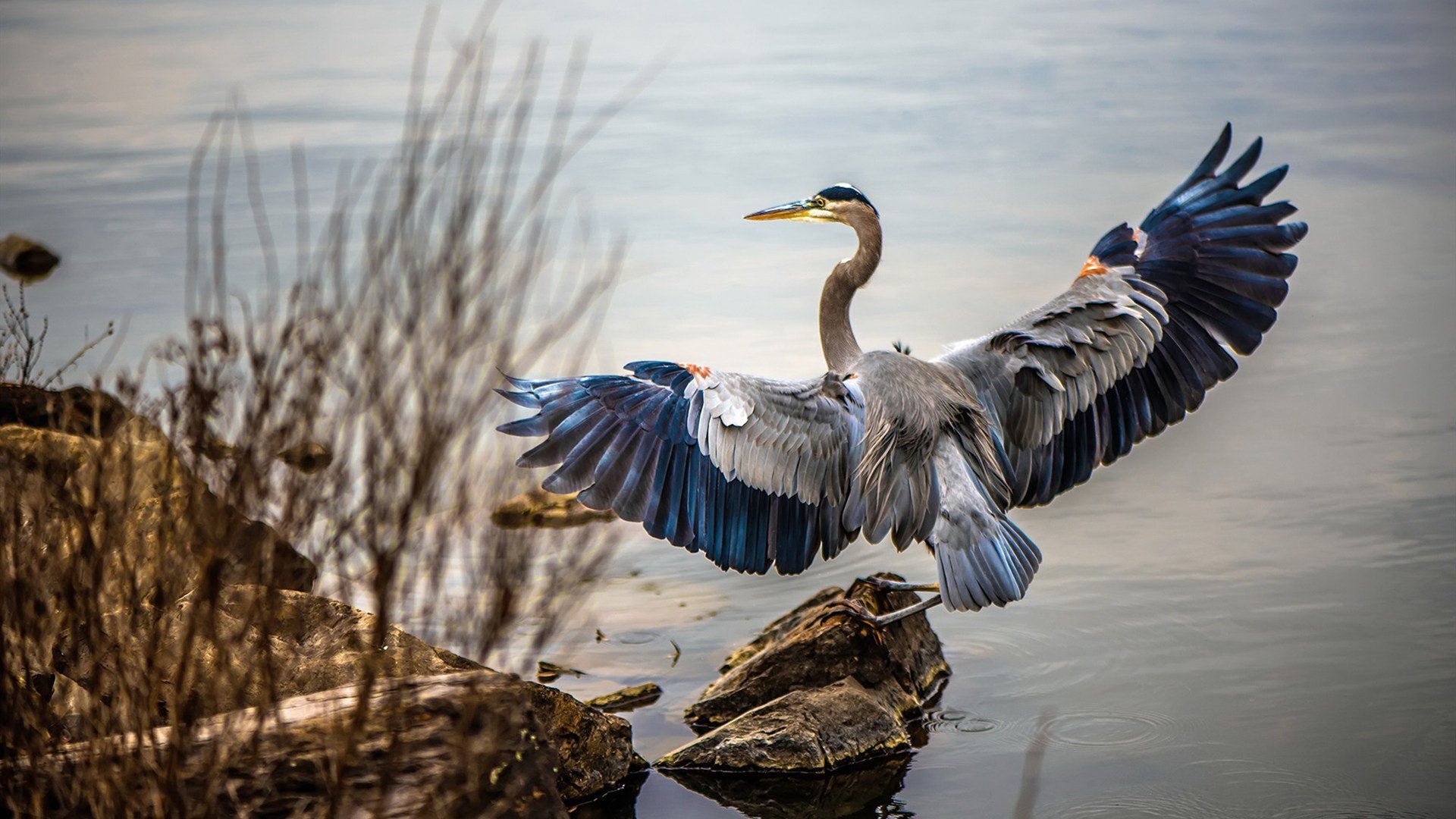 法国混合4×100米自由泳决赛表现亮眼，法国游泳