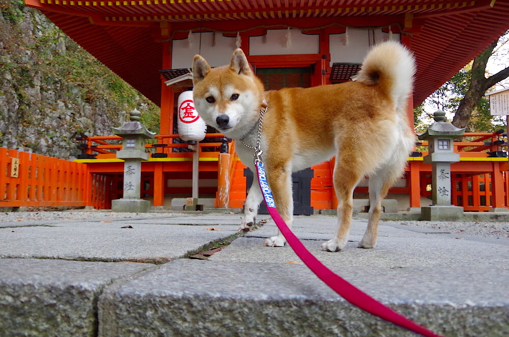 立陶宛男篮在世界大赛中逆转获胜,提升国际排名