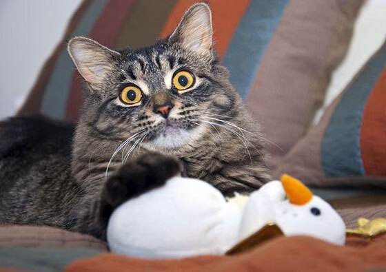 美洲杯激烈冲刺：奋勇拼搏，创造奇迹，美洲 杯